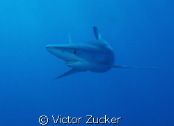 blue shark by Victor Zucker 